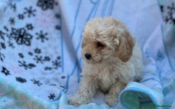 Poochon dogs for sale: Beautiful Poochons  - Image 31