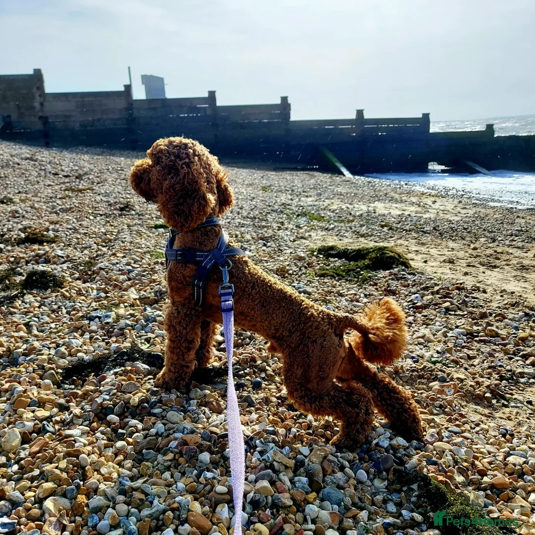 Miniature Poodle dogs for stud: PROVEN Miniature Poodle Stud - Champion Lines KC in Orpington - Advert 6