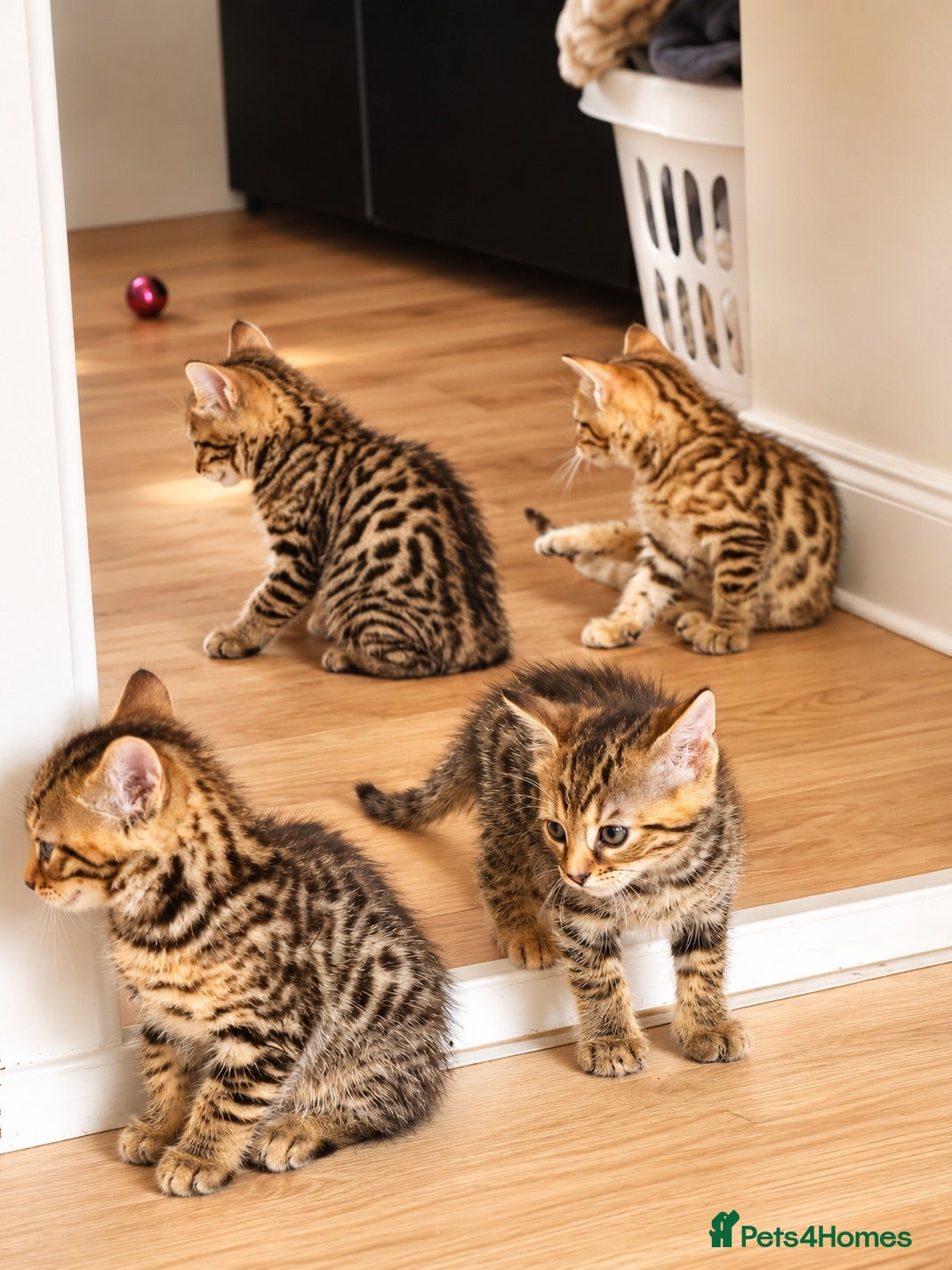 Bengal cats Bengal kittens - Advert 11