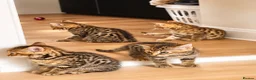 Bengal cats for sale: Bengal kittens - Advert 3