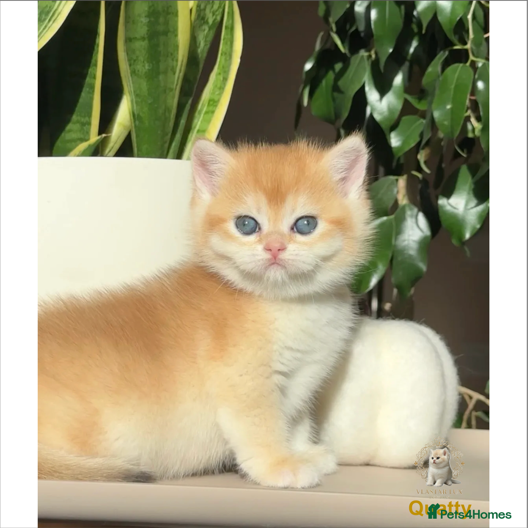 British Shorthair cats for sale: Vlastar Lux Quatty - BSH Black Golden Chinchilla - Advert 2