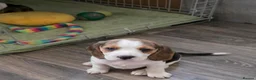 Beagle dogs for sale: 🐾Beautiful Beagle Puppies For Sale!🐶💕 - Advert 32