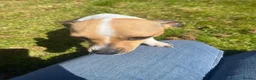 Jack Russell dogs for sale: Fabulous Frankie ⭐ - Advert 2