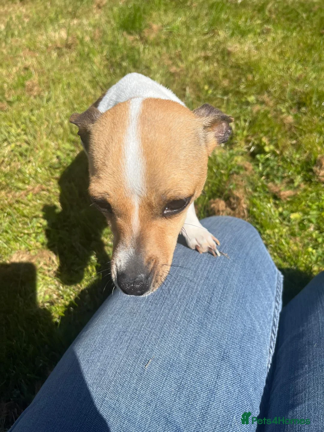 Jack Russell dogs for sale: Fabulous Frankie ⭐ - Advert 2