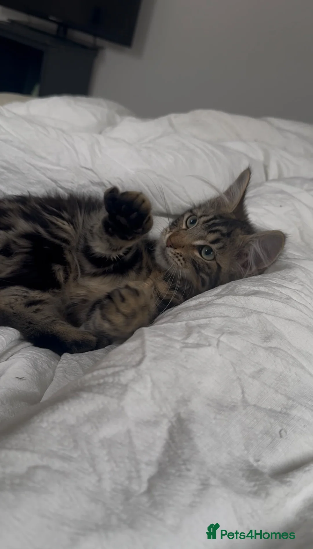 Mixed Breed cats for sale: 6 month old Maine coon/tabby mix in March - Advert 2