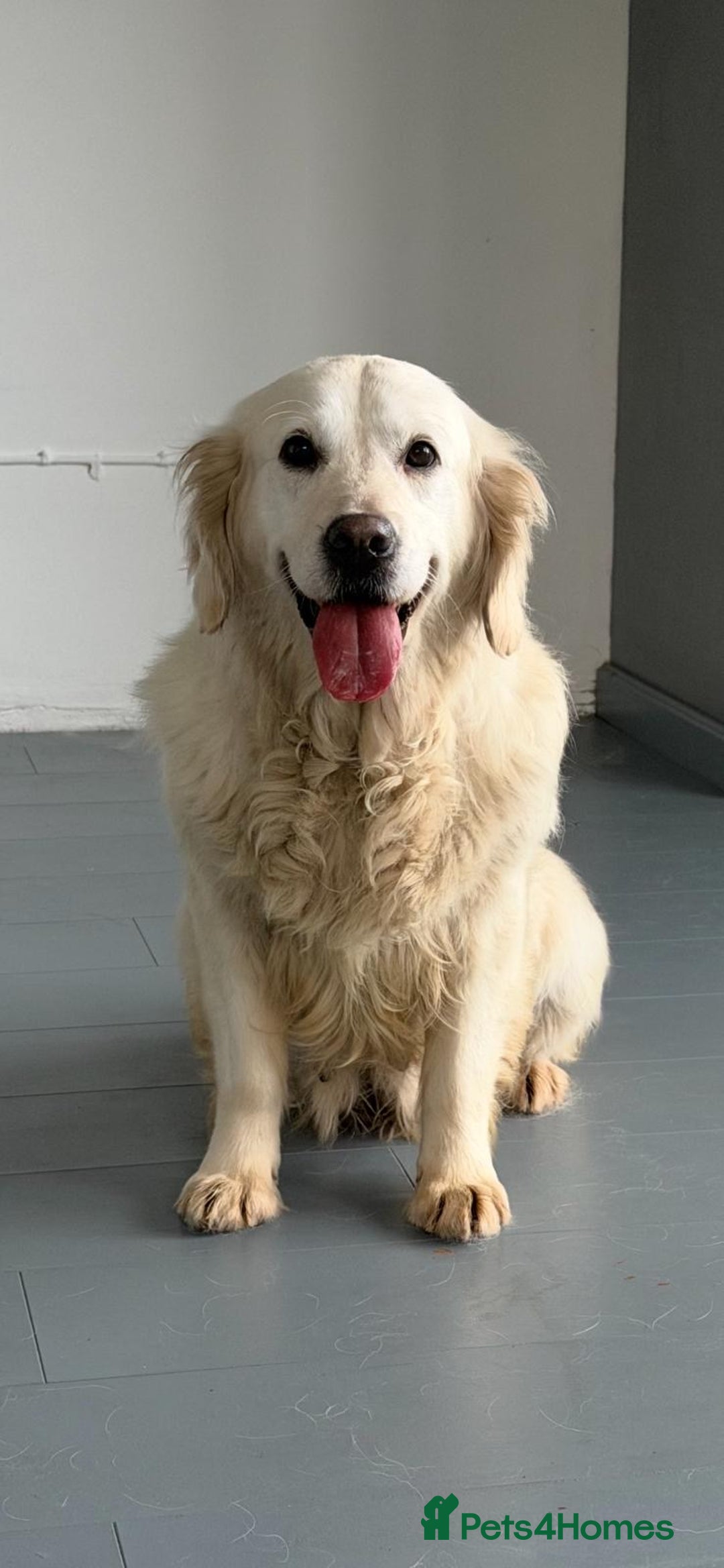 Golden Retriever dogs for sale: Rosie adult golden retriever female for sale  - Advert 5