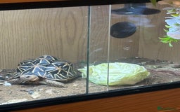 Tortoise reptiles for sale: Tortoise  - Image 4