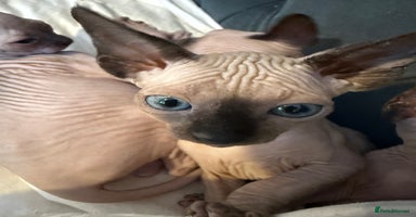 Sphynx cats - Advert 7