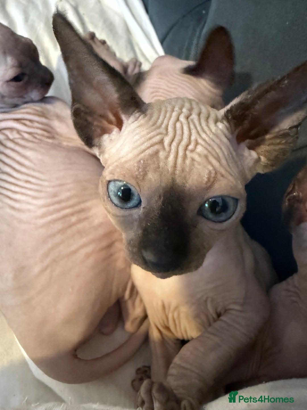 Sphynx cats for sale: sphynx canadian kittens ready to leave now  - Image 2
