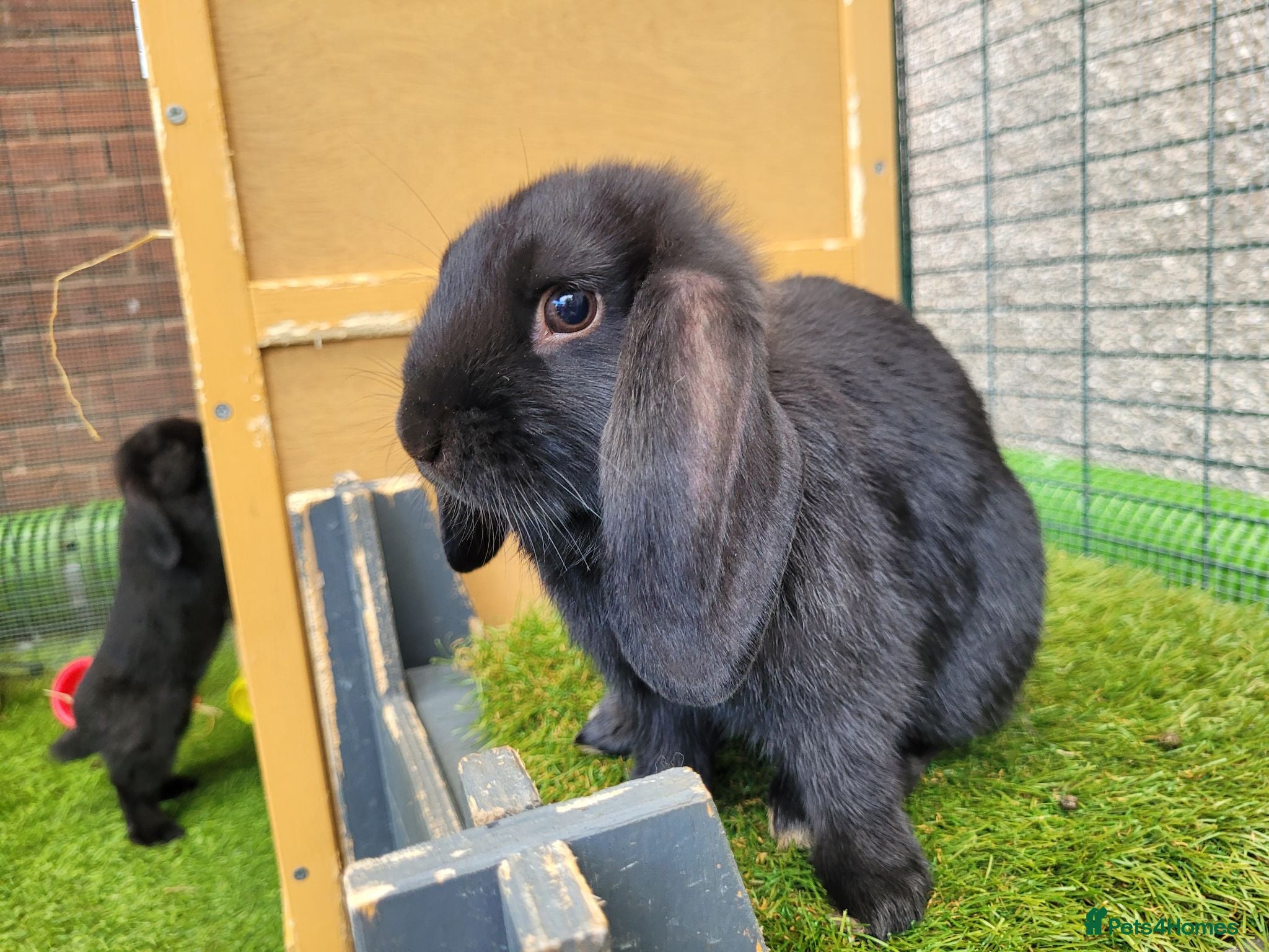 Mini Lop rabbits Beautiful Mini Lop Mix Rabbits - READY THURSDAY  - Advert 2