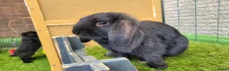 Mini Lop rabbits for sale: Beautiful Mini Lop Mix Rabbits - READY THURSDAY  - Advert 2