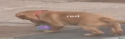 Labrador Retriever dogs for sale: 3 Fox Red girl puppies left.Available from 10/7/26 - Advert 25
