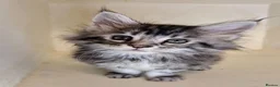 Maine Coon cats for sale: Pure Breed Maine Coon -LAST ONE - Advert 6