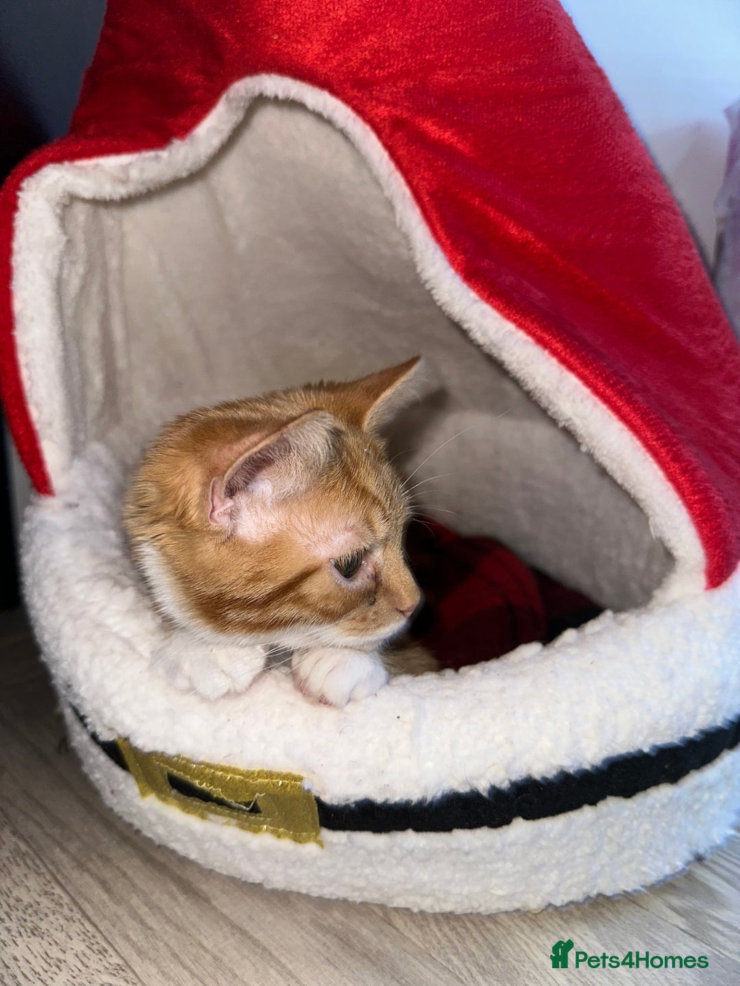 Mixed Breed cats for sale: Young male - Advert 3