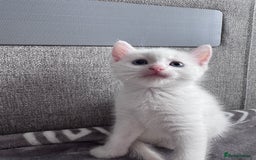 Mixed Breed cats for sale: Perfectly healthy and ready for new loving homes - Image 7