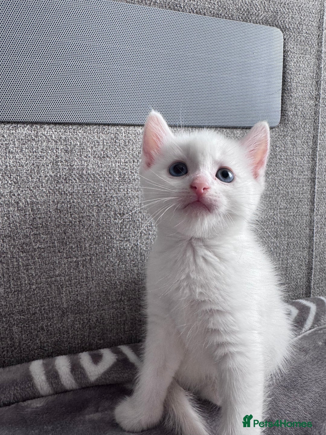 Mixed Breed cats for sale: Perfectly healthy and ready for new loving homes - Image 7