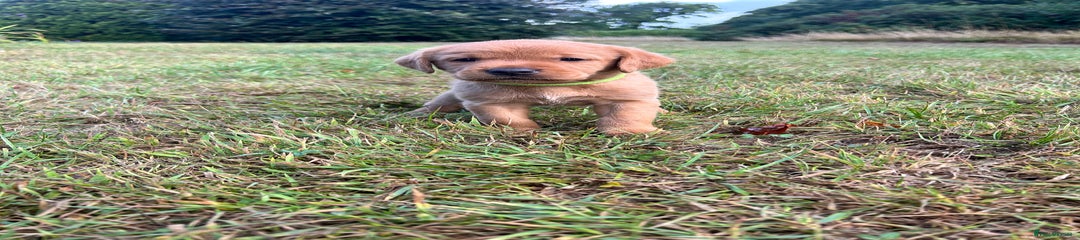 Labrador Retriever Puppy Yellow