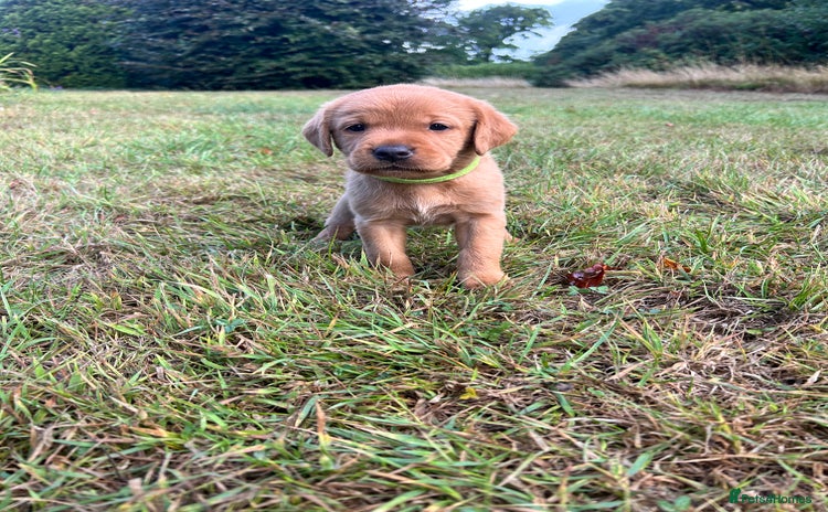 Labrador Retriever dogs - Advert 8