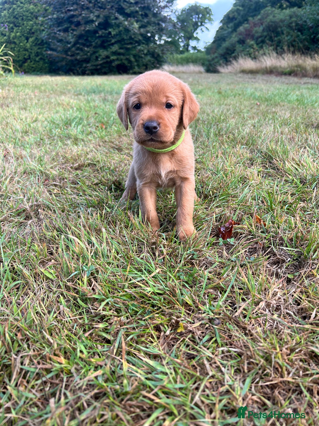 Labrador Retriever dogs for sale: KC Registered Fox Red Labrador Puppies  - Image 2