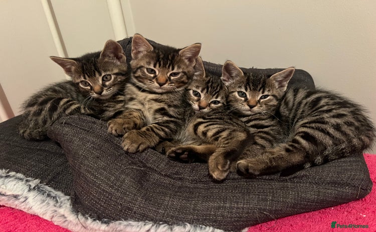 Bengal cats - Advert 1