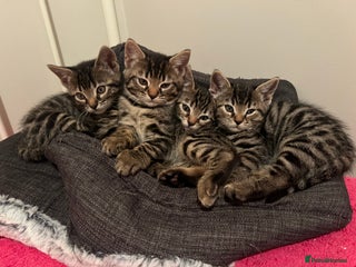 Bengal cats - Advert 20