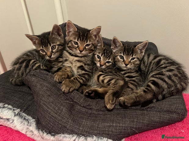 Bengal cats - Advert 1