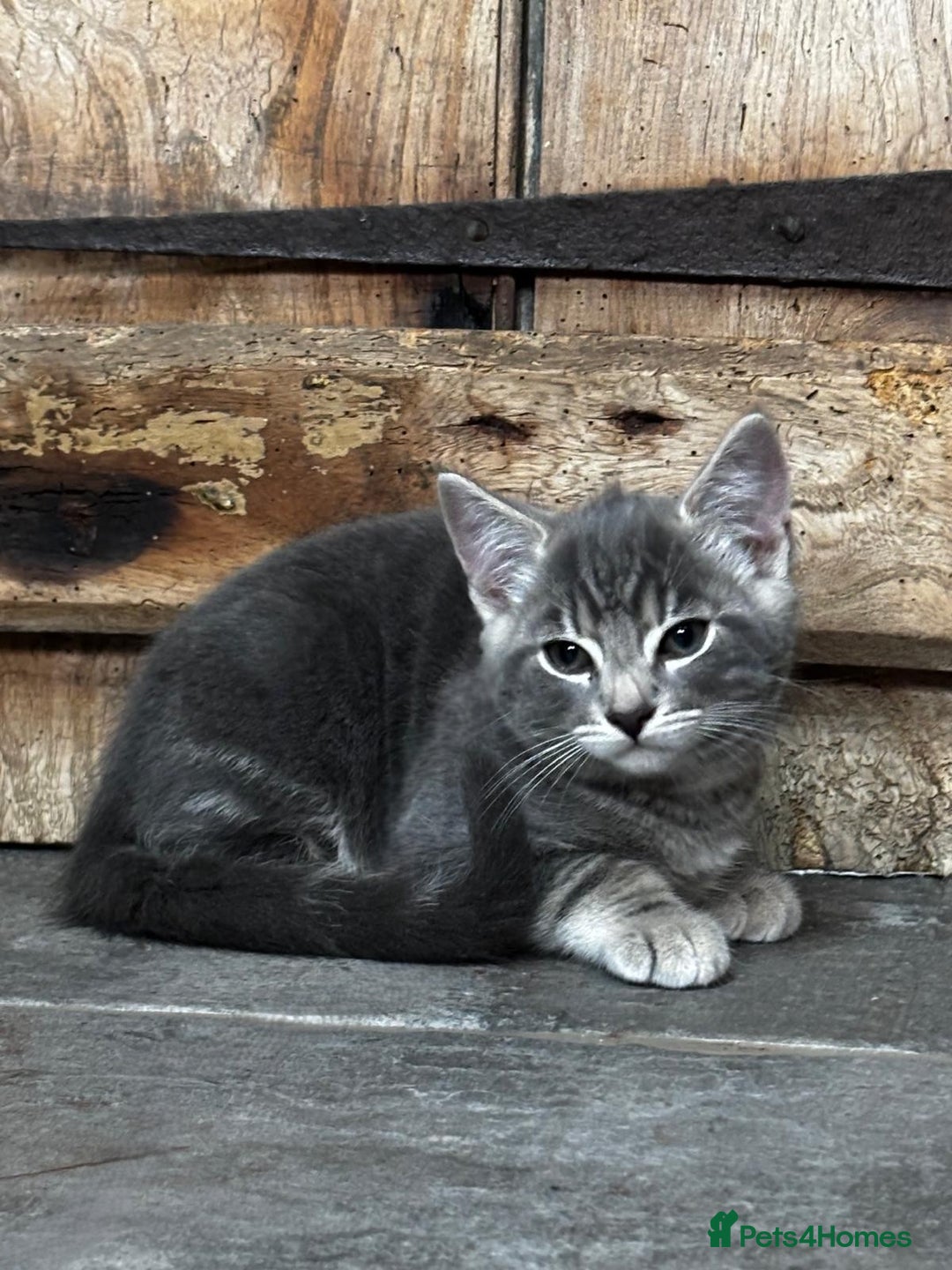 Mixed Breed cats for sale: Affectionate Farm Reared Kittens - Advert 3
