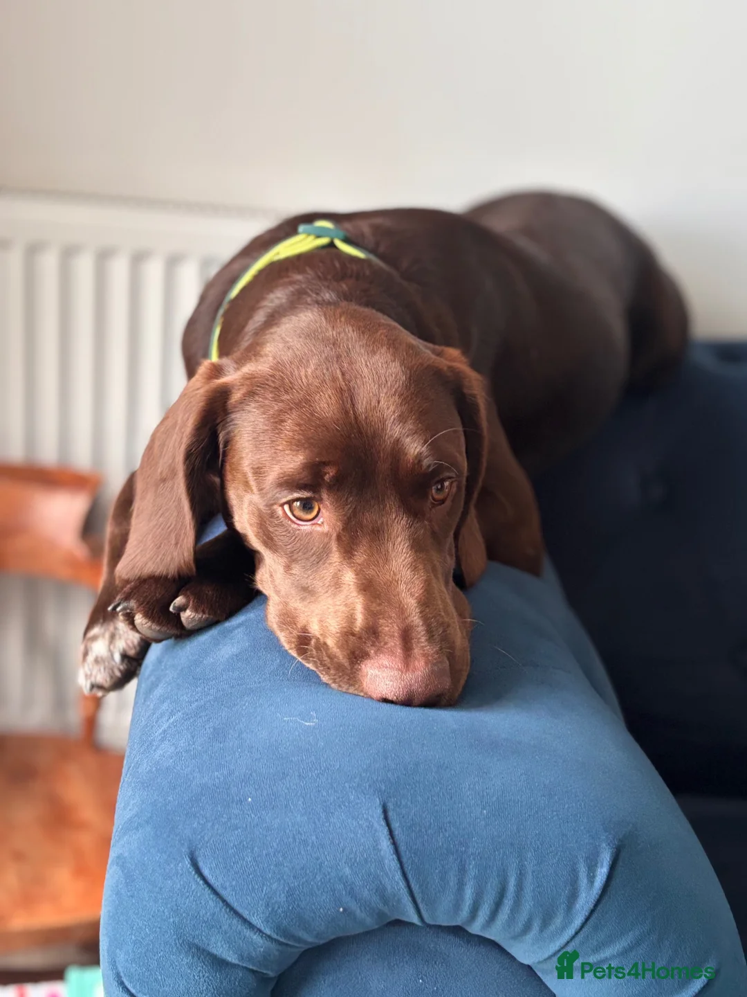 Sprocker dogs for adoption: Spaniel/Lab Puppy  - Advert 2