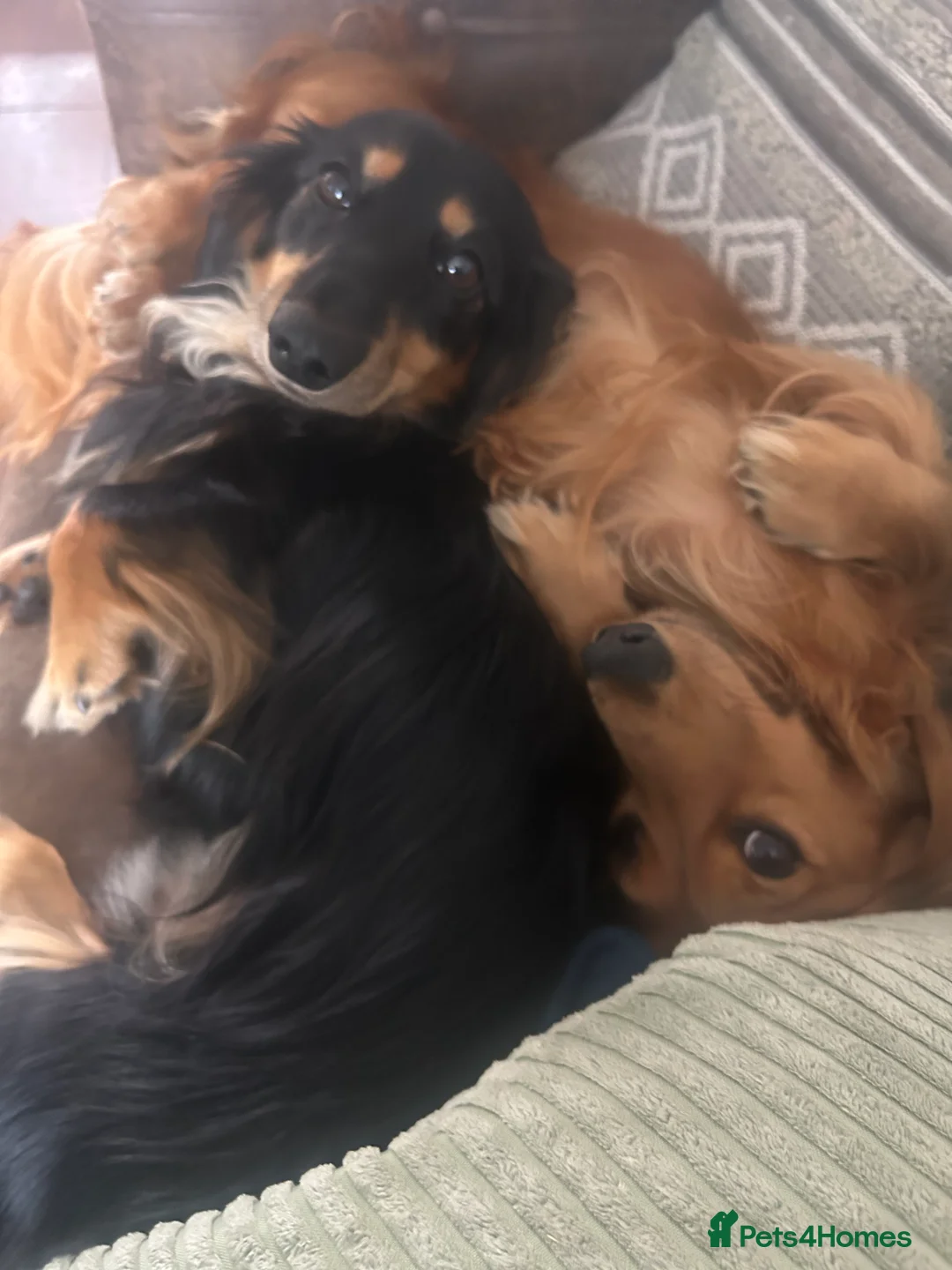 Miniature Dachshund dogs for sale: Family dogs long hair KC Reg Miniature Dachshund   - Advert 2