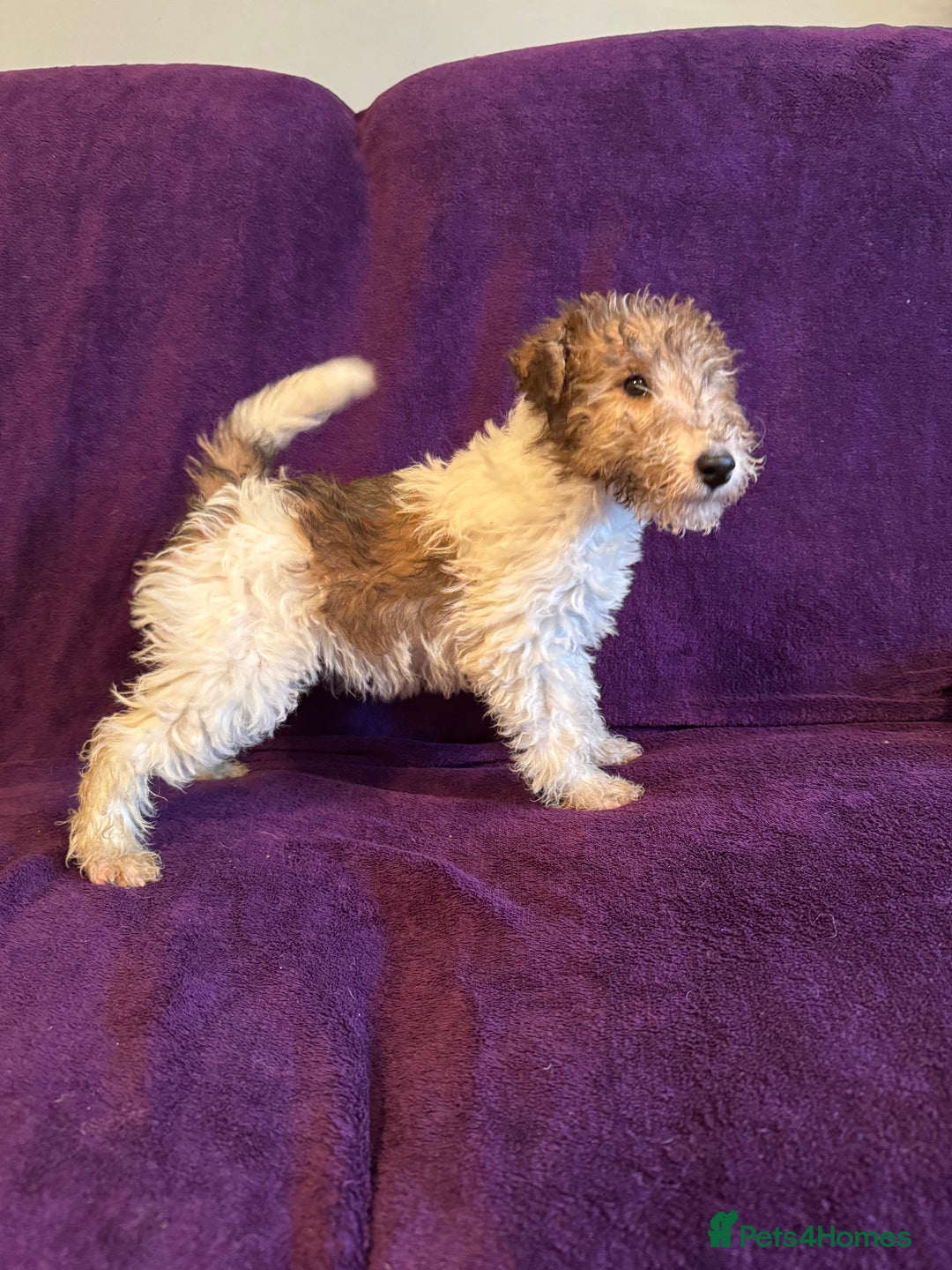 Fox Terrier dogs for sale: Stunning wire fox terrier puppies  - Advert 19