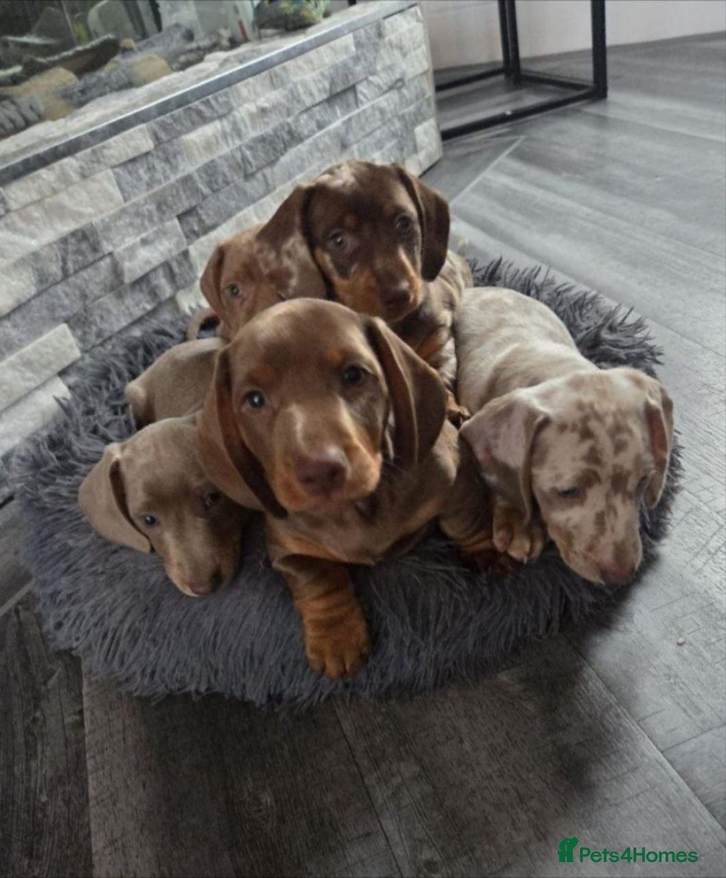 Miniature Dachshund dogs Lovely Miniature Dachshund Puppies - Advert 7