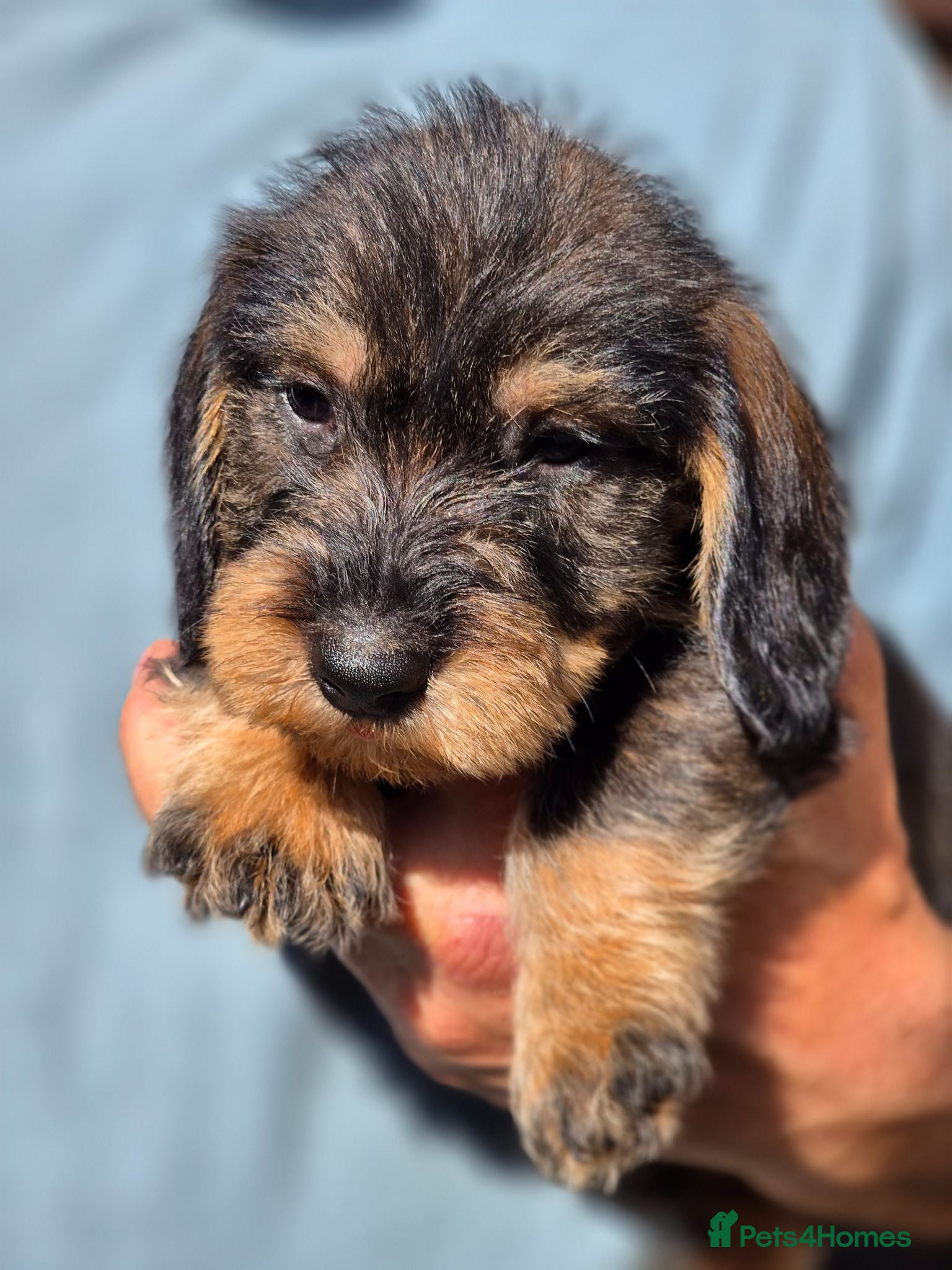 Dachshund dogs Wirehaired dachshund teckel pups - Advert 2