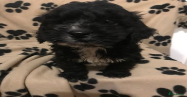 Cockapoo dogs F1 cockerpoo  - Advert 4