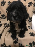 Cockapoo dogs F1 cockerpoo - Advert 4