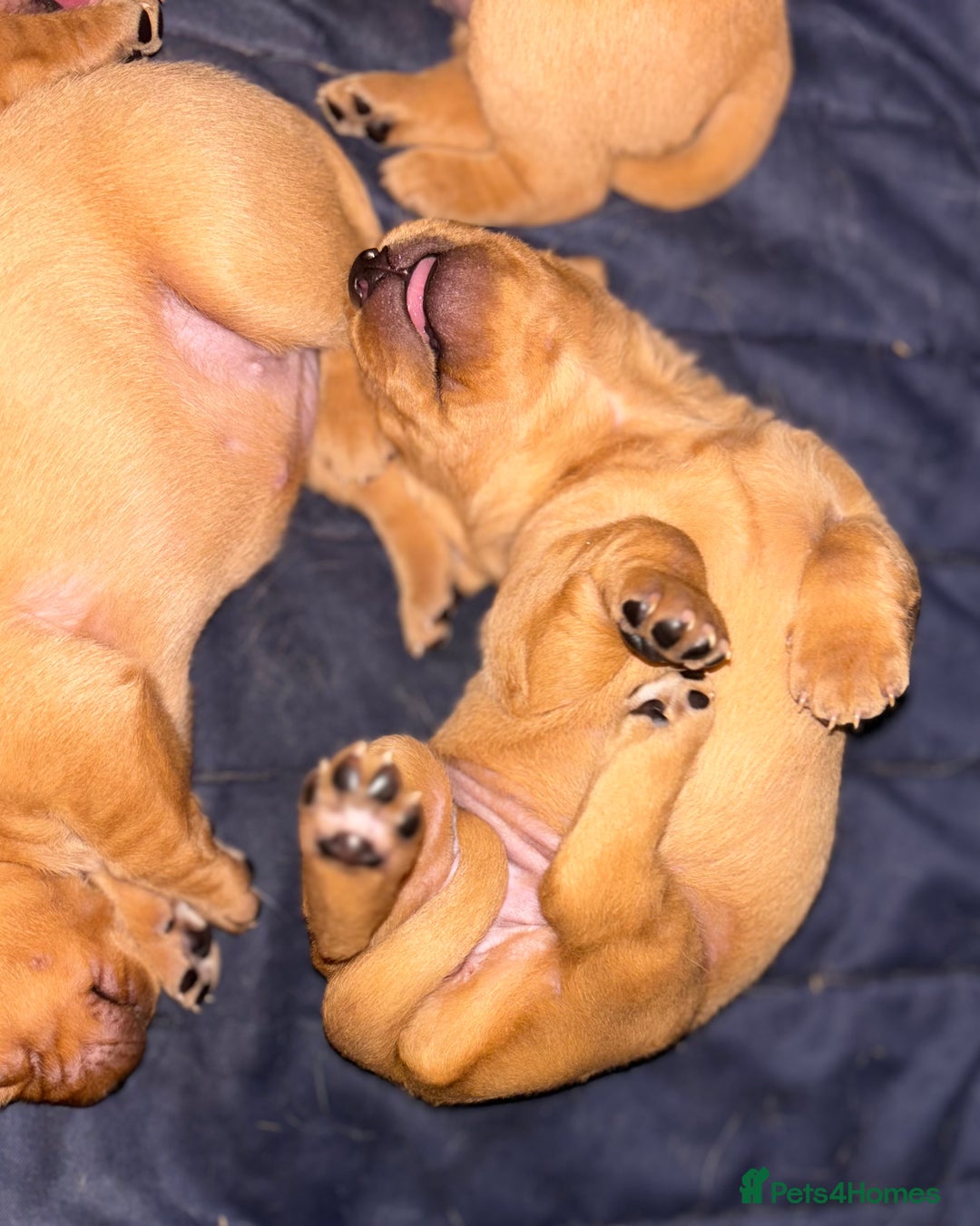 Labrador Retriever dogs for sale: Plump little Red Labrador Puppies! - Image 33