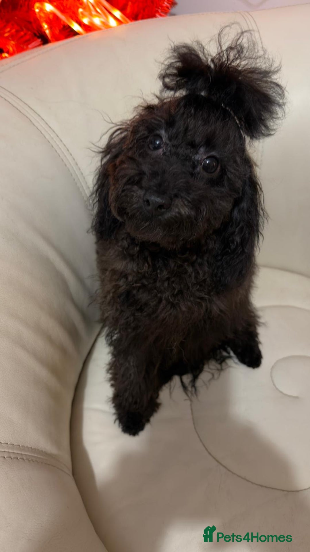 Mixed Breed dogs for sale: Asian toy poodle boy  - Advert 3