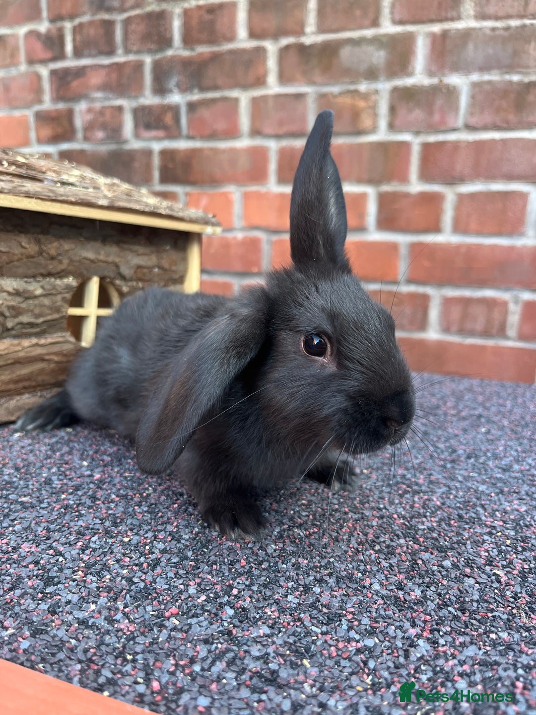 Mixed Breed rabbits for sale: Bunnies looking for a forever home! - Image 9
