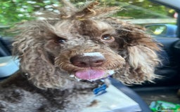Cockapoo dogs for sale: Beautiful Chocolate and Merle F1 babies - Image 12