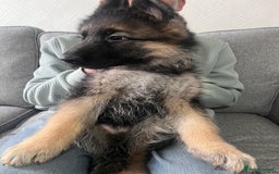German Shepherd dogs for sale: Beautiful KC Registered German Shepherd Pups  - Image 6