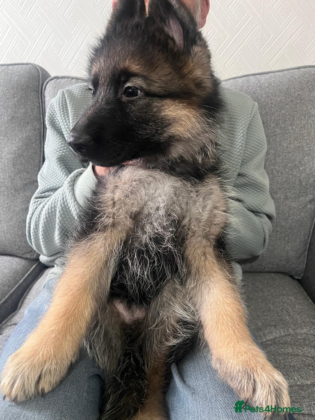 German Shepherd dogs for sale: Beautiful KC Registered German Shepherd Pups  - Image 6