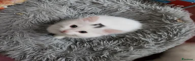 Mixed Breed Kitten 3