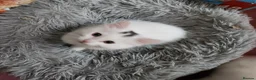 Mixed Breed cats for sale: White cats lovers calling  - Advert 7