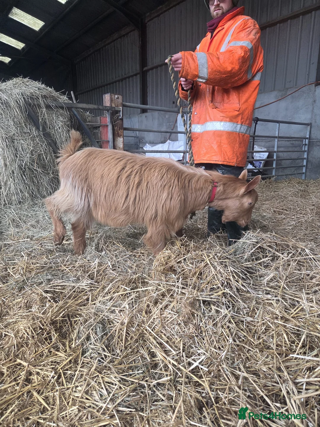 Goats livestock for sale: Royal Golden Guernsey  - Advert 12