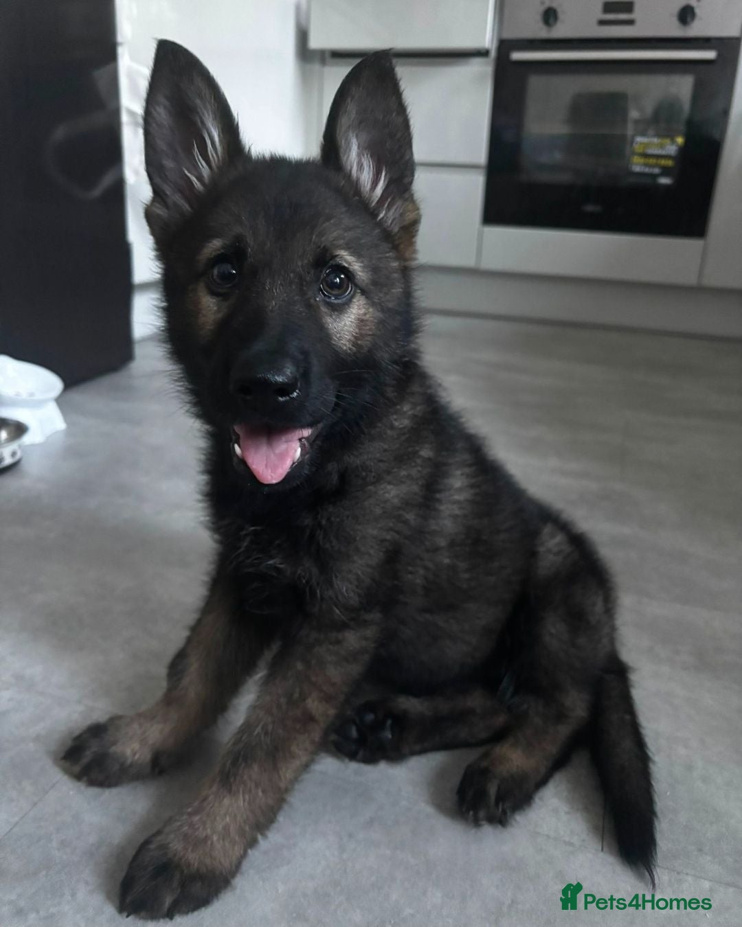 German Shepherd dogs German Shepherd Working Line Puppy - Advert 2
