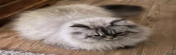 Persian cats for sale: Beautiful Fluffy Persian Doll Face  - Advert 13