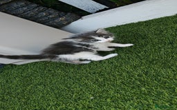 Mixed Breed cats for sale: 2 lovely brothers - Image 4