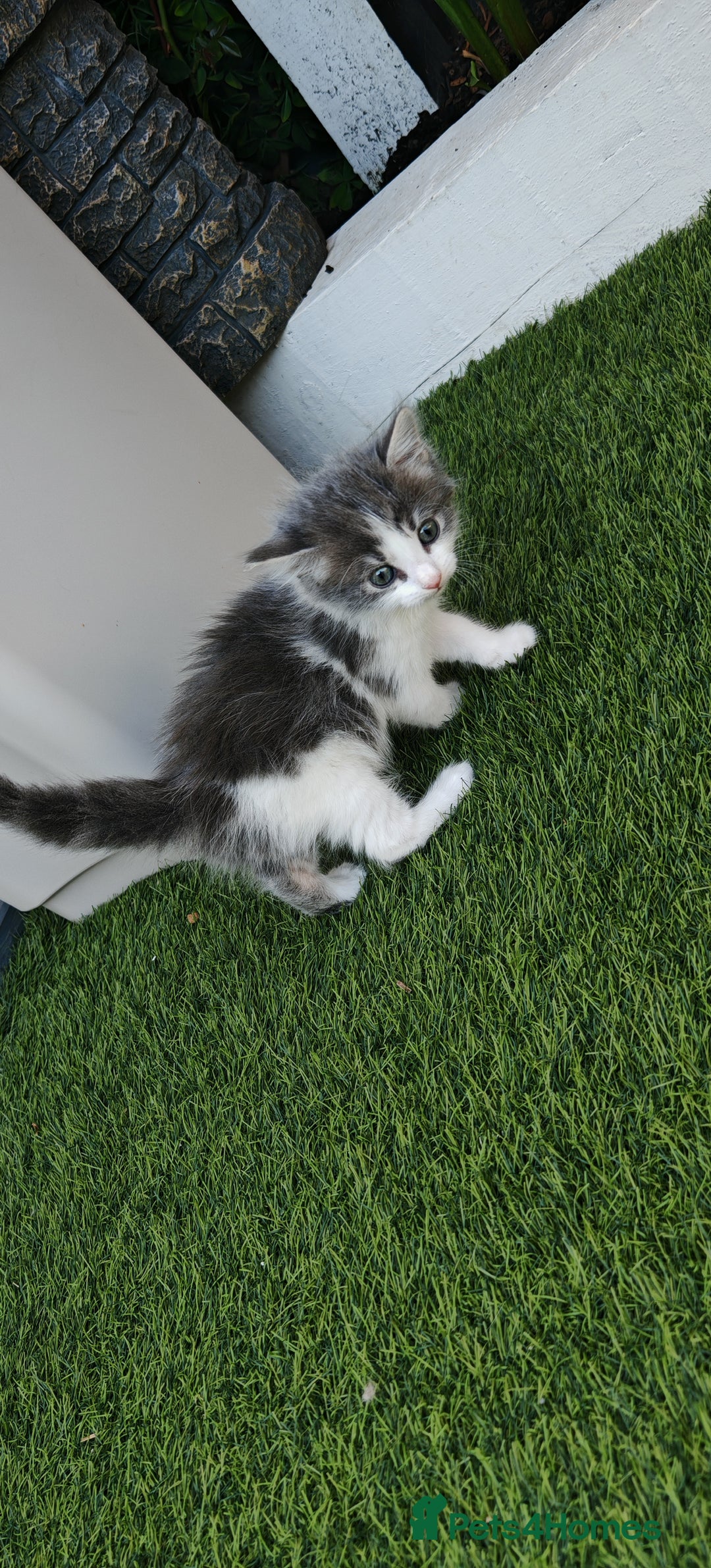 Mixed Breed cats for sale: 2 lovely brothers - Image 4