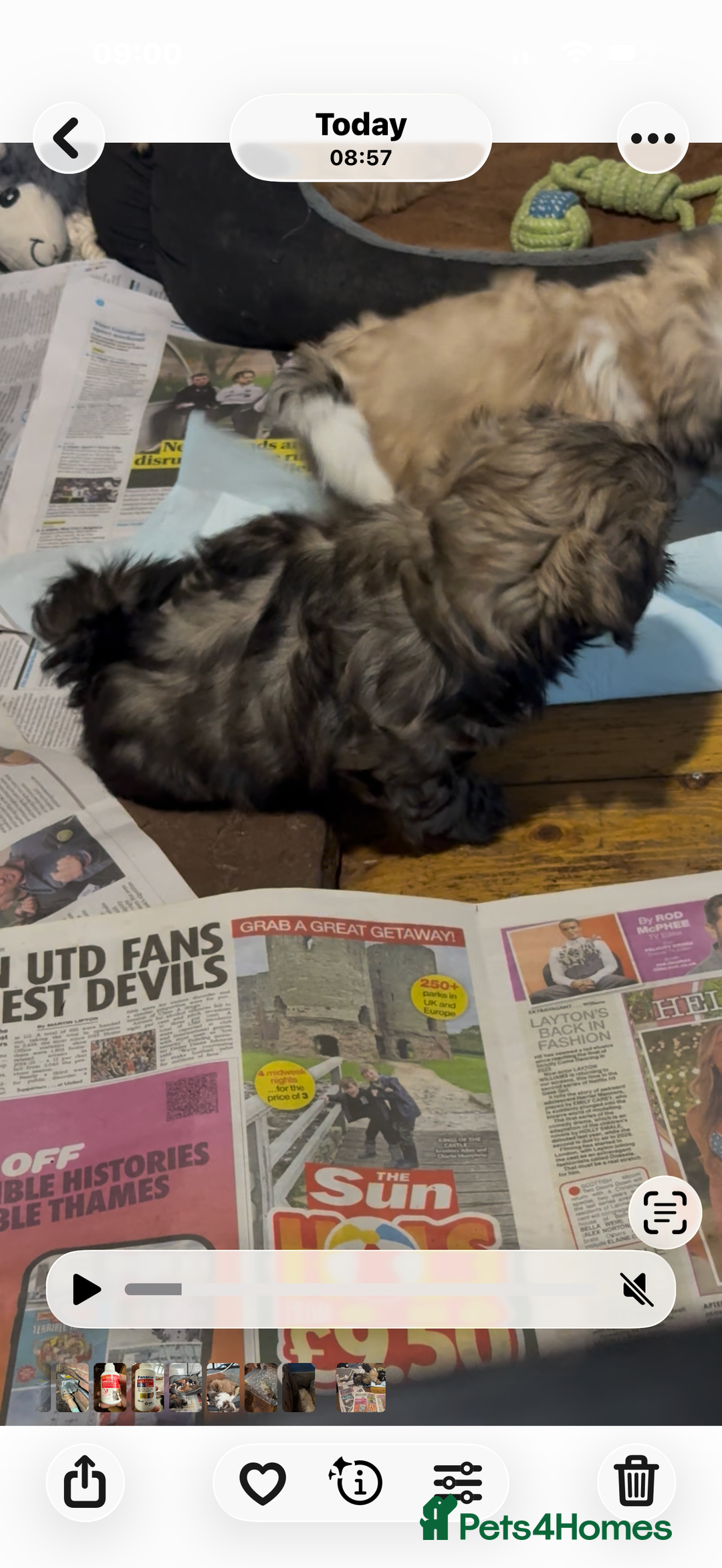 Shih Tzu dogs for sale: READY NOW …Special prices on pups POA  - Advert 38