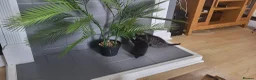 Domestic Shorthair cats for sale: Female - Advert 15