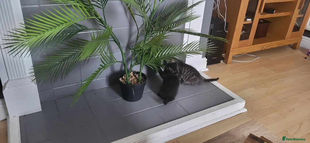 Domestic Shorthair cats for sale: Female - Advert 15